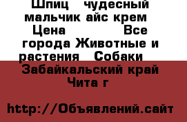 Шпиц - чудесный мальчик айс-крем › Цена ­ 20 000 - Все города Животные и растения » Собаки   . Забайкальский край,Чита г.